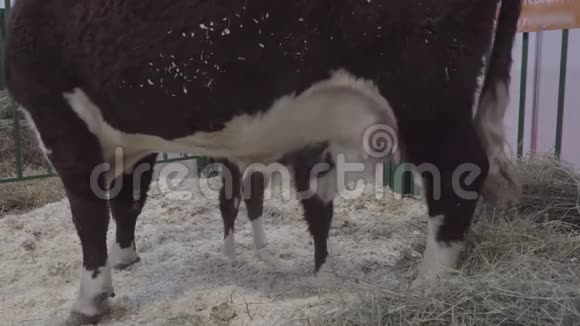 牛犊用母牛奶喂养特写视频的预览图