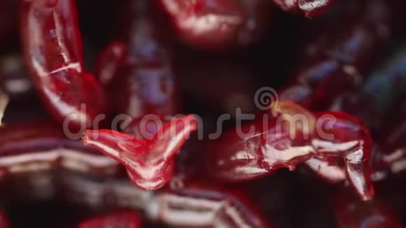 许多活的血虫蠕虫作为背景视频的预览图