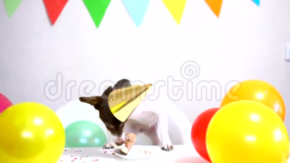 可爱的小狗带生日蛋糕和派对帽庆祝生日视频的预览图