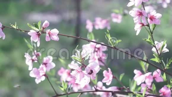 早春盛开的桃树开着白色的小花视频的预览图