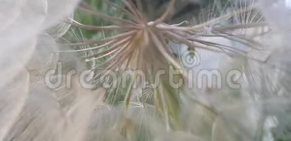 蒲公英花朵及其蓬松种子的特写视频的预览图
