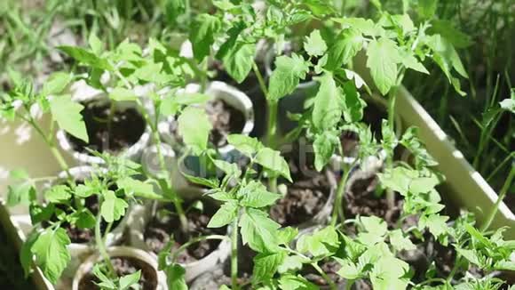 春天在阳光下生长的年轻西红柿和绿色蔬菜植物小而新鲜的植物生产有机食品视频的预览图