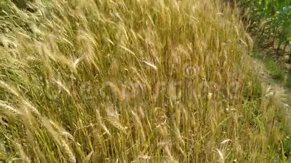 小麦穗粒摇风环保小麦尼泊尔视频的预览图