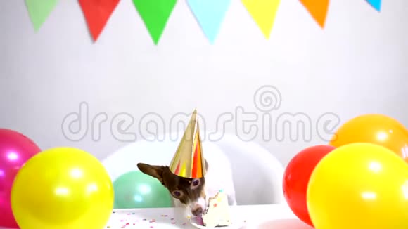 可爱的小狗带生日蛋糕和派对帽庆祝生日视频的预览图