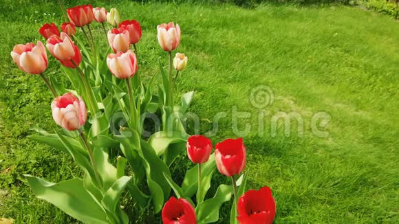 美丽多彩的红色郁金香花开在春天的花园里春天盛开的装饰郁金香花视频的预览图