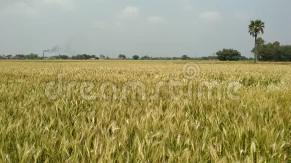 小麦穗粒摇风环保小麦尼泊尔视频的预览图