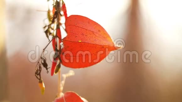 植物橙果和红辣椒挂在一根绳子上从树上阳光照射50毫米24P3没有声音视频的预览图