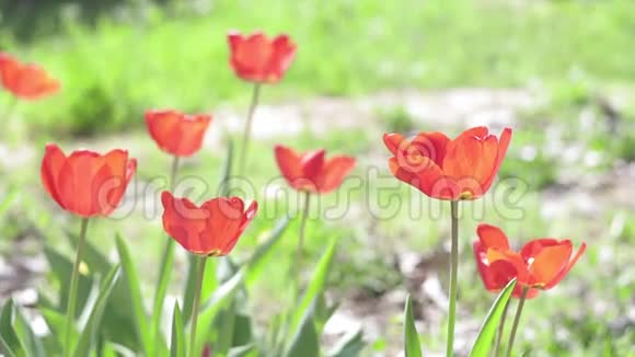 春天的红色郁金香花在自然的绿色背景上盛开的花朵视频的预览图