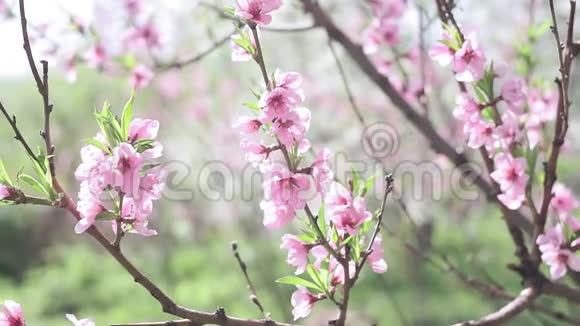 粉桃树花春特写选择性聚焦开花的季节视频的预览图