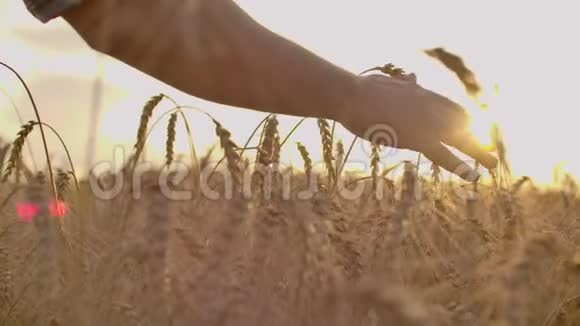 人手捧大麦农业日落农夫用手摸着他的庄稼在一片金色的麦田里收获视频的预览图