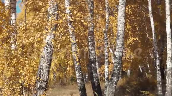 秋天的森林秋天的风景黄色森林的全景神奇的秋天气氛视频的预览图