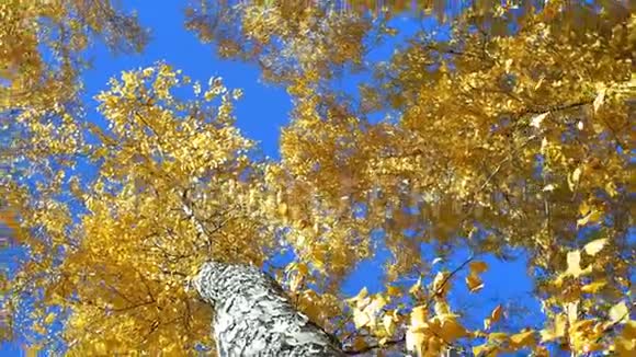 秋色最佳秋树湖边自然概念视频的预览图
