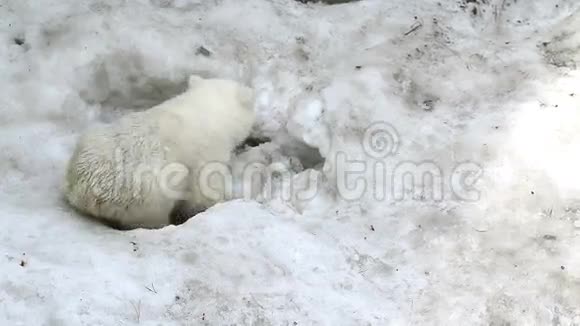 北极熊宝宝在雪地上挖洞视频的预览图