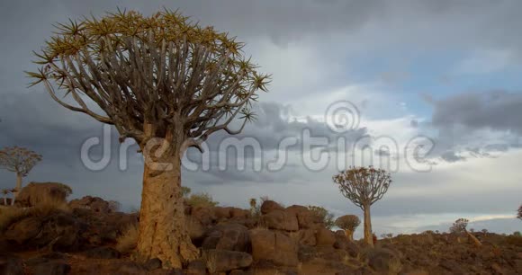 纳米比亚南部的箭鱼树林五彩缤纷的天空时间流逝4k视频的预览图