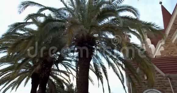温得和克基督教堂附近的棕榈树美丽的景色纳米比亚4k视频的预览图