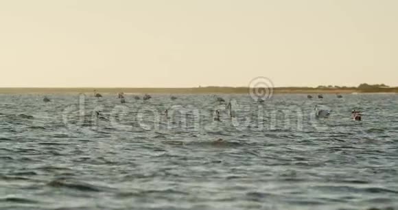 火烈鸟正在游泳并站在4k的沃尔维斯湾浅水中视频的预览图