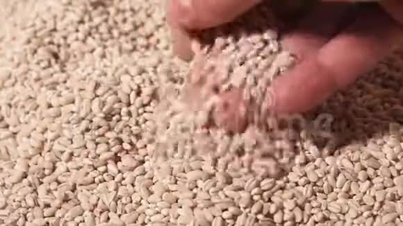 一堆珍珠大麦上的珍珠大麦农民的手食观念视频的预览图