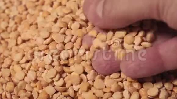 干豌豆特写手查豌豆农业工业视频的预览图