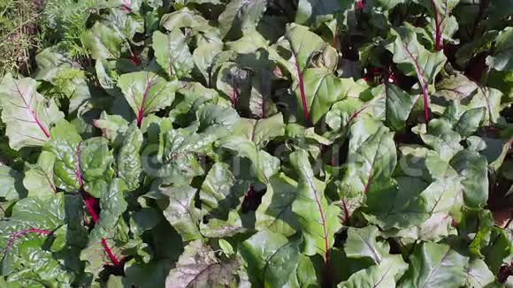 甜菜叶背景种植有机蔬菜视频的预览图
