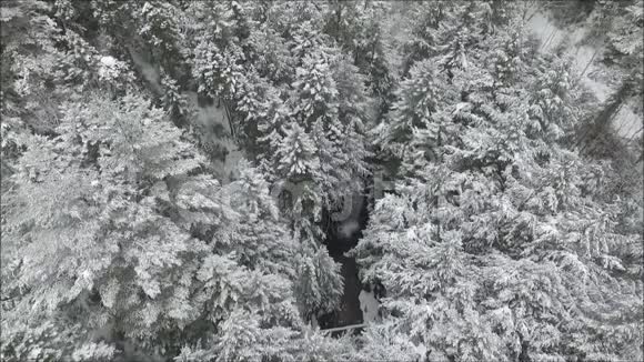 华丽的顶部空中无人机飞行在白雪皑皑的松树森林上中间是雪山景观中的溪流视频的预览图