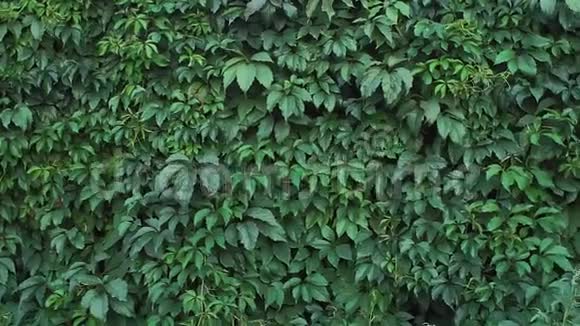 野葡萄的绿叶用于生活围栏花园装饰视频的预览图