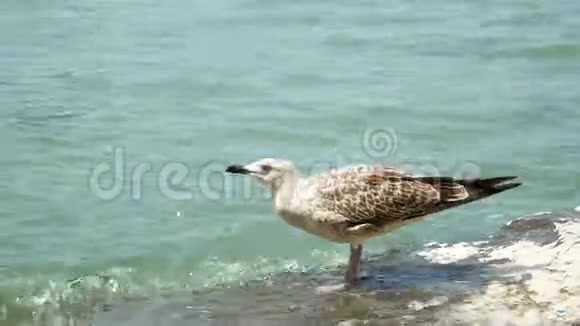 威尼斯的鸟海鸥小镇水视频的预览图