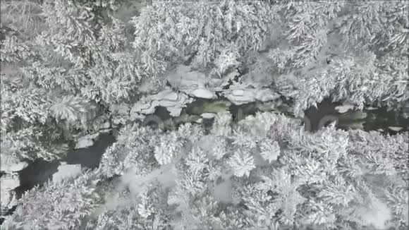令人惊叹的顶级空中无人机飞行在白雪公主松树林上空中间是雪山景观中的溪流视频的预览图