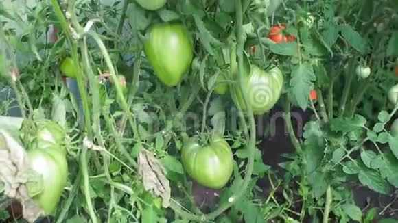 春天在阳光下生长的年轻西红柿和绿色蔬菜植物小而新鲜的植物生产有机食品视频的预览图