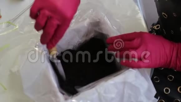 戴着红色橡胶手套的女人在花盆里抬起地面视频的预览图