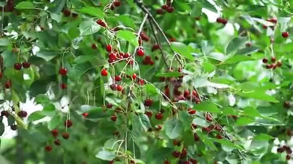 花园里一棵树的树枝上有红色的成熟樱桃在花园里种植有机果视频的预览图