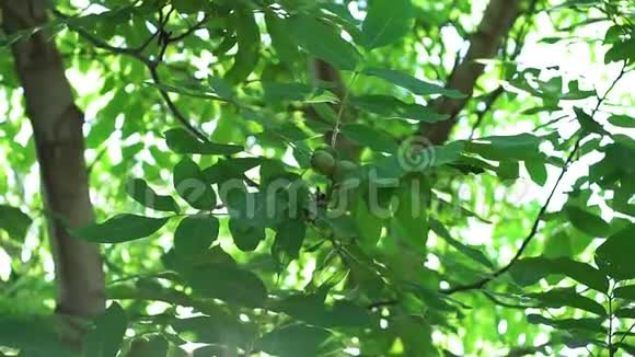 绿色核桃撕树枝近特写镜头有机坚果视频的预览图