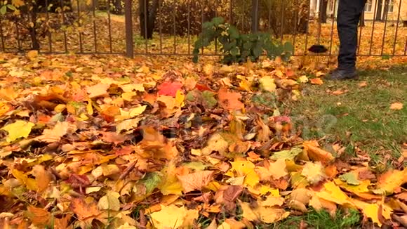阳光明媚的一天看门人把秋天的黄色落叶堆在一堆里视频的预览图