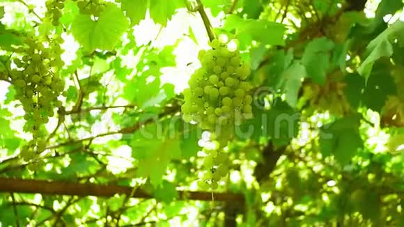 成熟的葡萄在收获的时候成串的汁液用来酿酒葡萄园里的藤蔓视频的预览图