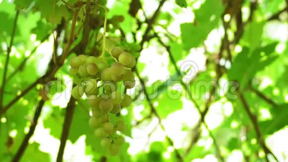 葡萄藤上的白葡萄品种天然葡萄酒生产有机食品葡萄收获视频的预览图