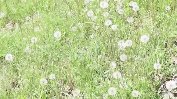 夏天的蒲公英绿野夏天的风景美丽的花草在田野里选择性聚焦背景视频的预览图