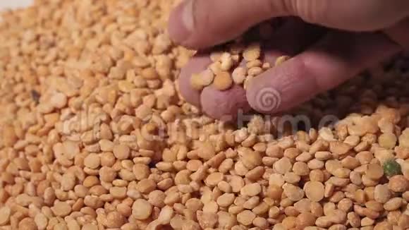 豌豆特写手查豌豆农业产业视频的预览图
