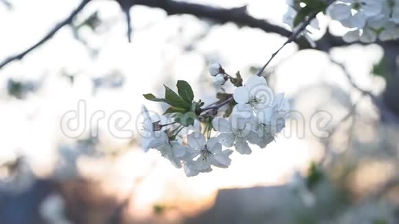 开花樱桃树早春有白色小花序的枝条在夕阳下视频的预览图