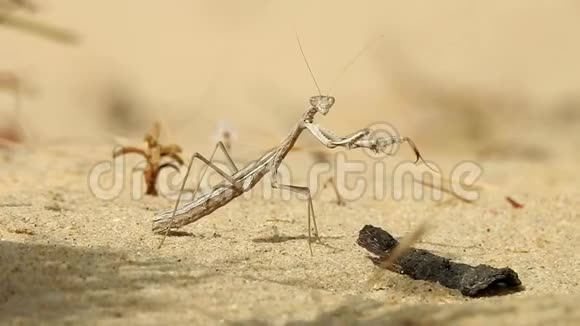 在沙漠里祈祷螳螂视频的预览图