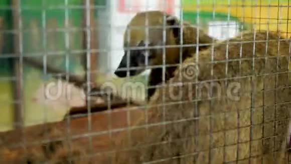 纳苏亚科蒂在生态公园的笼子里视频的预览图