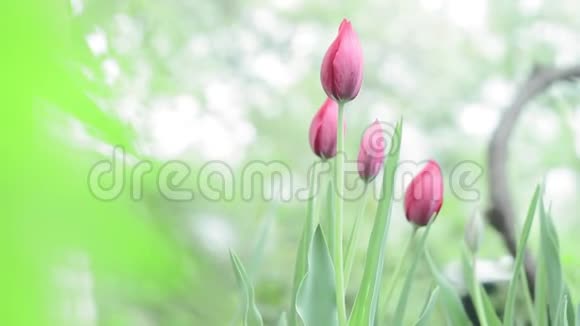 春天的天然绿色背景上的粉红色郁金香花园里盛开的花朵种植出售花卉视频的预览图