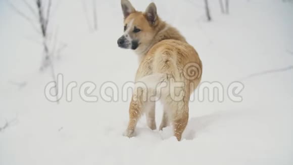 狗在雪地里奔跑视频的预览图