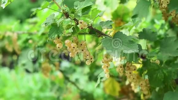 布什树枝上的白醋栗成熟的白醋栗的浆果生长在花园的灌木上视频的预览图
