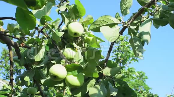 新鲜的有机苹果挂在花园里的苹果树上绿苹果特写生长在视频的预览图