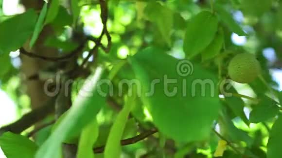 花园里树枝上的绿胡桃树枝上的核桃树上的坚果未熟核桃视频的预览图