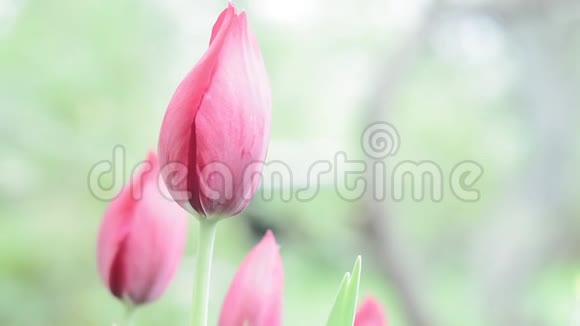 美丽的郁金香花在郁金香领域与模糊背景的彩色郁金香在领域郁金香花蕾绿色清新视频的预览图