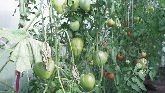 农民检查成熟番茄产量大的生物蔬菜温室里的绿色西红柿视频的预览图