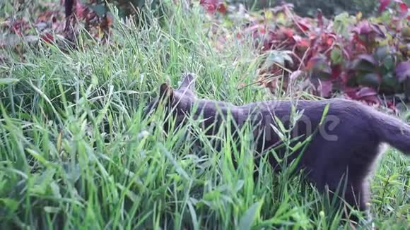 夏天春天灰猫在花园里吃草视频的预览图