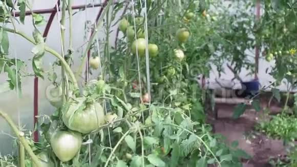 绿色的西红柿在温室的树枝上生长和成熟温室中番茄植株的实穗种植蔬菜视频的预览图