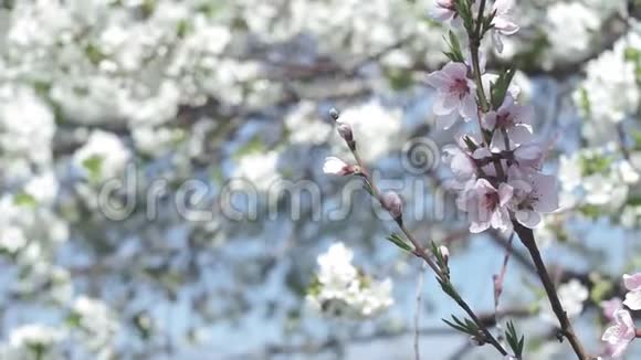 美丽的春天阳光明媚花香四溢蓝天上的杏树美丽的花朵近景实际视频的预览图