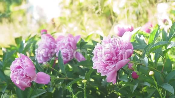 花园里美丽的粉红色牡丹大自然春天开花视频的预览图